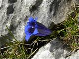 Trumpet Gentian (Gentiana clusii)